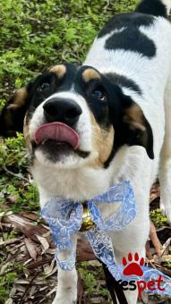 Ράτσα: Άγνωστο - Ημίαιμο | Ηλικία: 7 μηνών | Φύλο: Αρσενικό | Αρ. Microchip: - | Περιοχή: Νέα Σμύρνη, Αττική